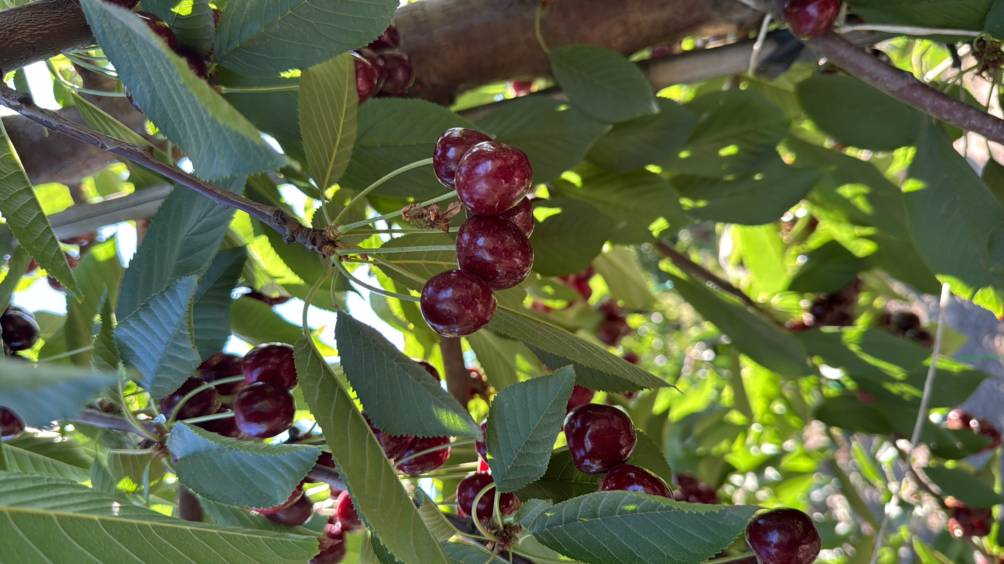 Cereza chilena premium