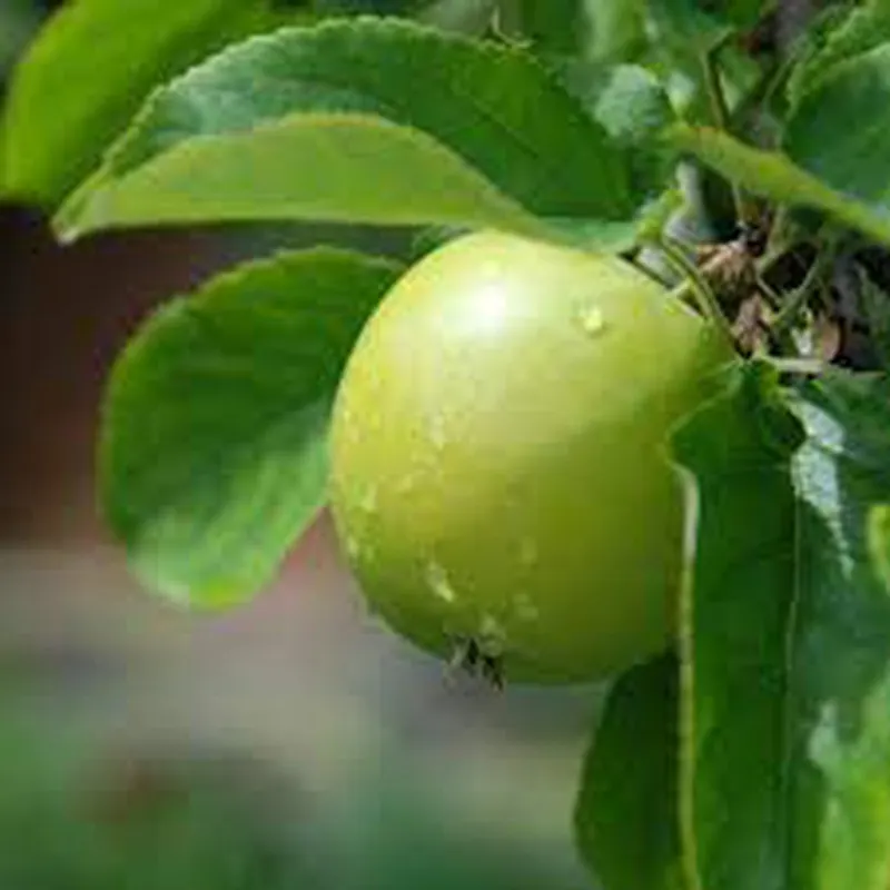 Manzana chilena premium