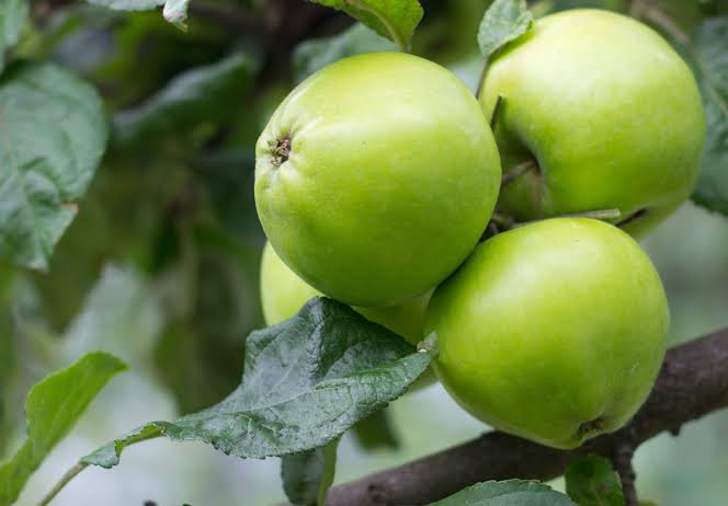 Manzana chilena PONS Fruit
